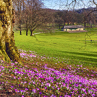 Buy canvas prints of Leeds Roundhay Park by Alison Chambers