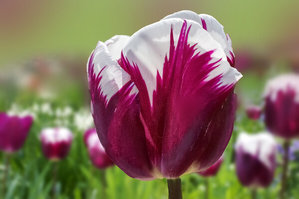 Tulip Flower Picture Board by Alison Chambers