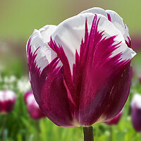 Buy canvas prints of Tulip Flower by Alison Chambers