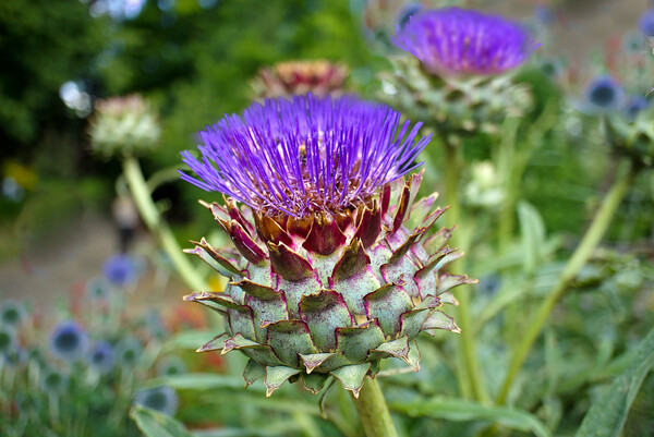 Scottish Thistle  Picture Board by Alison Chambers