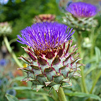 Buy canvas prints of Scottish Thistle  by Alison Chambers