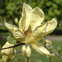 Buy canvas prints of Magnolia Flower by Alison Chambers