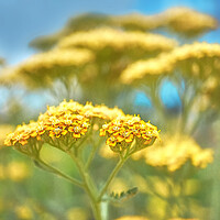 Buy canvas prints of Yarrow by Alison Chambers