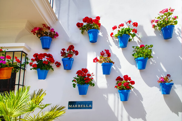 Marbella Geraniums  Picture Board by Alison Chambers