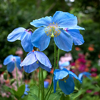 Buy canvas prints of Blue Himalayan Poppies by Alison Chambers
