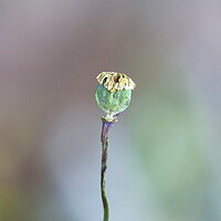 Buy canvas prints of Poppy Seed Head by Alison Chambers