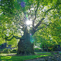 Buy canvas prints of Canterbury Westgate Gardens Tree by Alison Chambers