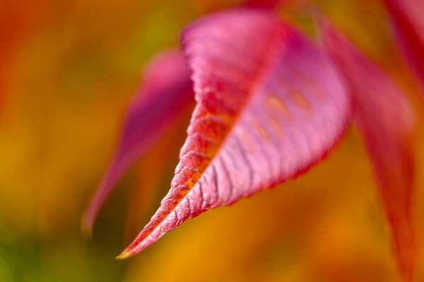 Autumn Leaf Picture Board by Alison Chambers