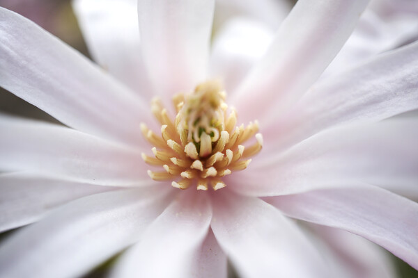 Magnolia Blossom Picture Board by Alison Chambers