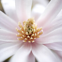 Buy canvas prints of Magnolia Blossom by Alison Chambers