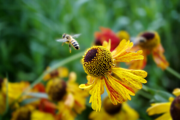 Honey Bee on Heleniums Picture Board by Alison Chambers
