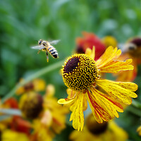 Buy canvas prints of Honey Bee on Heleniums by Alison Chambers