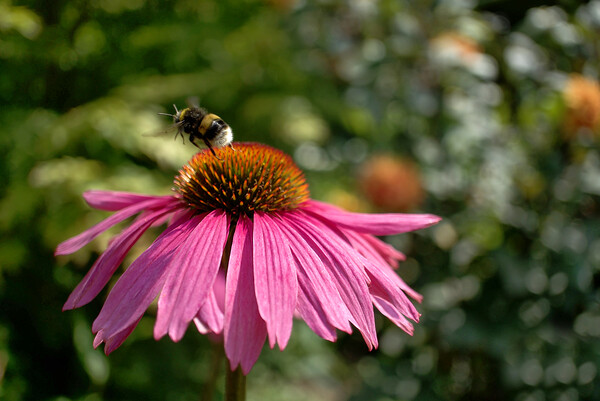 Bumblebee on Echinacea  Picture Board by Alison Chambers