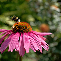 Buy canvas prints of Bumblebee on Echinacea  by Alison Chambers