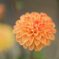 Buy canvas prints of Dahlias by Alison Chambers