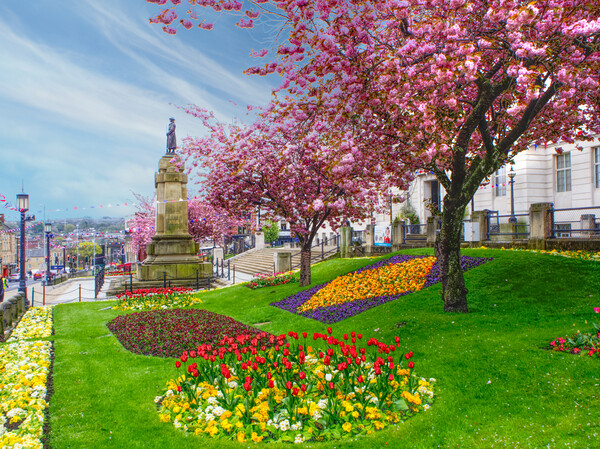 Barnsley In Bloom Picture Board by Alison Chambers