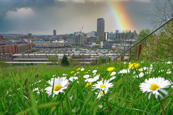 Sheffield Springtime Cityscape Picture Board by Alison Chambers
