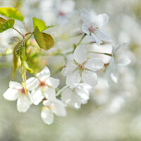 Buy canvas prints of White Cherry Blossom by Alison Chambers