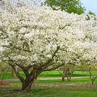 Buy canvas prints of Cherry Blossom Tree by Alison Chambers