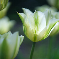 Buy canvas prints of Tulips by Alison Chambers