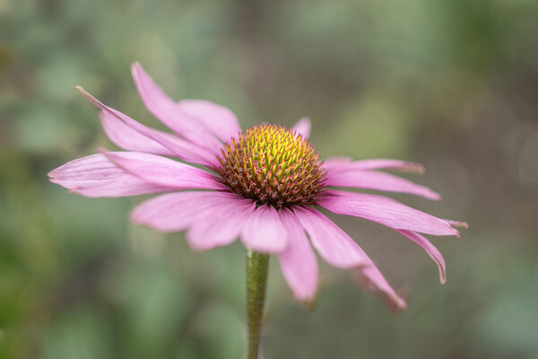 Echinacea  Picture Board by Alison Chambers
