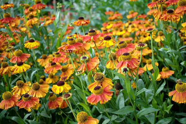 Heleniums Picture Board by Alison Chambers
