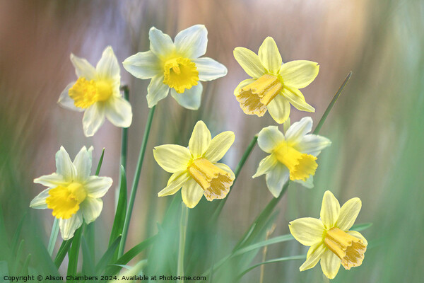 Dreamy Daffodils Picture Board by Alison Chambers