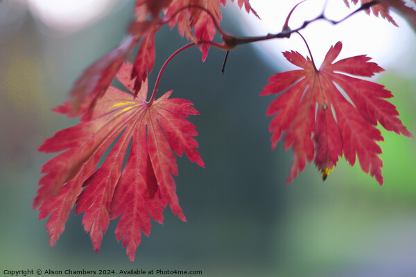 Red Acer Leaves Picture Board by Alison Chambers
