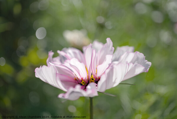 Cosmos flower Picture Board by Alison Chambers