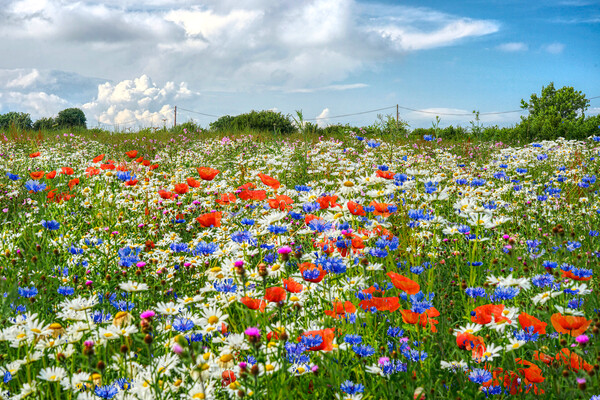Wildflower Meadow Picture Board by Alison Chambers