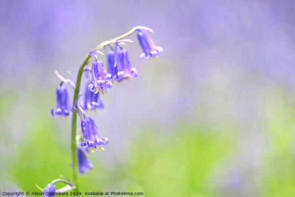 Bluebell Flower Picture Board by Alison Chambers