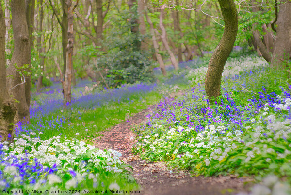 Wild Garlic and Bluebell Wood Picture Board by Alison Chambers