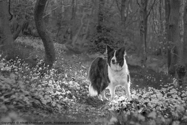 Border Collie Memories  Picture Board by Alison Chambers