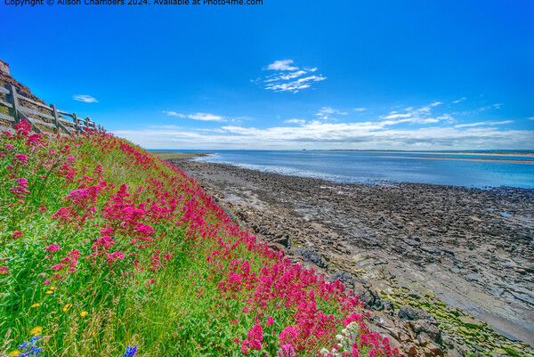 Northumberland Coastal Splendour  Picture Board by Alison Chambers