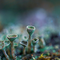 Buy canvas prints of Pixie Cup Lichens by Alison Chambers