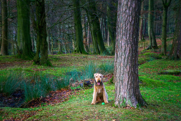 Eager Airedale Terrier Awaits Playtime Picture Board by Alison Chambers