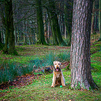 Buy canvas prints of Eager Airedale Terrier Awaits Playtime by Alison Chambers