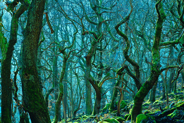 Enchanting Woods of Padley Gorge Picture Board by Alison Chambers