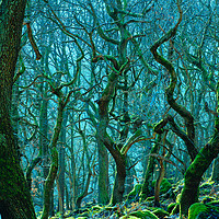 Buy canvas prints of Enchanting Woods of Padley Gorge by Alison Chambers