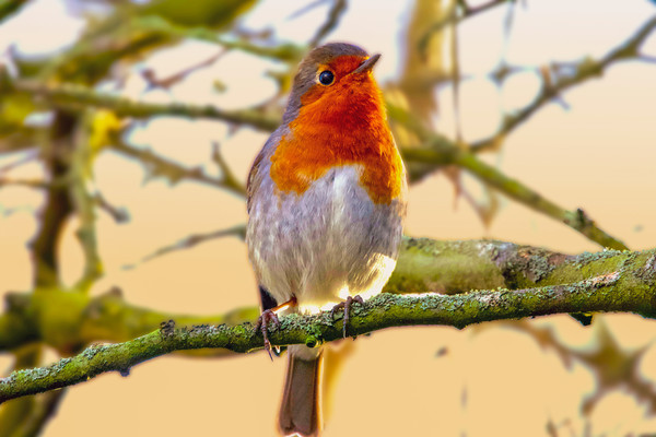 Robin Redbreast  Picture Board by Alison Chambers