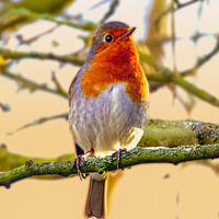 Buy canvas prints of Robin Redbreast  by Alison Chambers