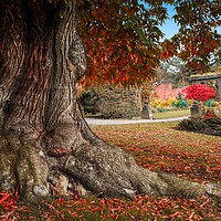 Buy canvas prints of Cannon Hall Old Chestnut Tree by Alison Chambers