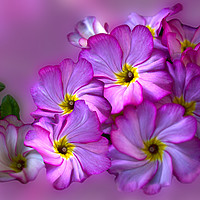 Buy canvas prints of Primula Pink Twirls by Alison Chambers