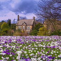 Buy canvas prints of Crocus Cottage by Alison Chambers
