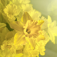 Buy canvas prints of Narcissus Heaven by Alison Chambers