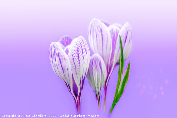 Dreamy Crocus Picture Board by Alison Chambers