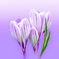 Buy canvas prints of Dreamy Crocus by Alison Chambers