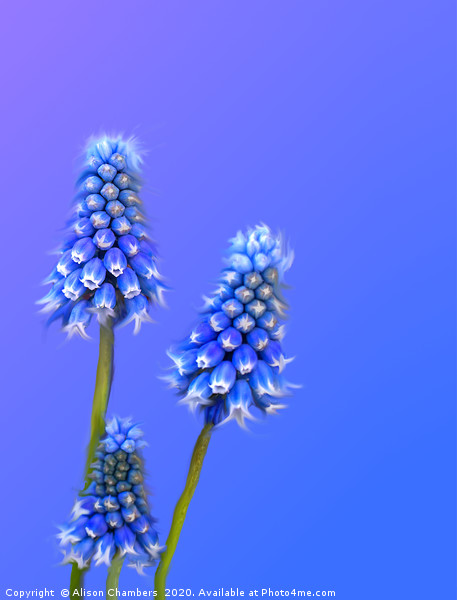 Grape Hyacinth Blue Picture Board by Alison Chambers