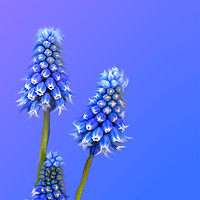 Buy canvas prints of Grape Hyacinth Blue by Alison Chambers