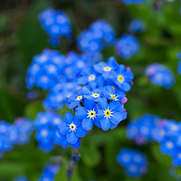 Buy canvas prints of Forget Me Nots by Alison Chambers